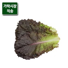 겨자상추