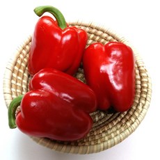 파프리카김치