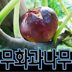 순희농장 무화과나무묘목 무화과나무 무화과모종 2개 무화과열매 유실수 무화과나무화분