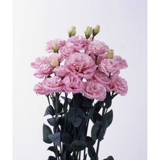씨앗 꽃도라지 클라리스 핑크(유스토마 리시안사스) 10립