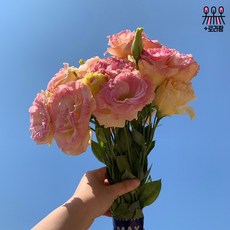 (로라네팜) 농장직송 리시안셔스 생화꽃다발 생화택배 5color, 피치