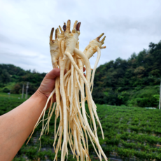 도라지 약도라지 세척 햇 깐도라지 국산 1kg, 흙약도라지(소/파지) 1kg, 1개