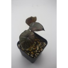 알로카시아 세렌디피티 바리에가타