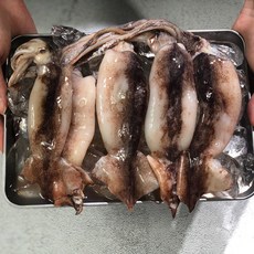 생물한치1kg