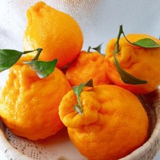 한라봉-추천-상품