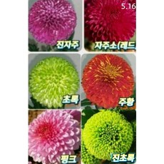 [별사탕]퐁퐁국화모종(폼폰국화)6종1셋