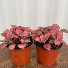 핑크스타 1+1 온정원 공기정화식물