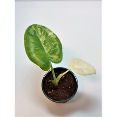 알로카시아마크로리자