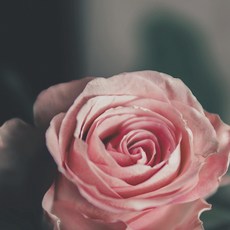 톰포드바디오일