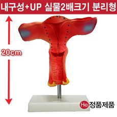 셀프손발모형