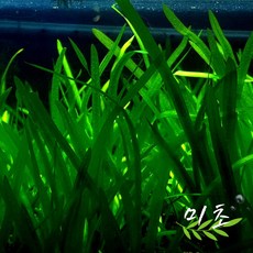 발리스네리아