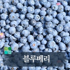 블루베리 / 대성농원 / 유실수 / 과일나무, 레카포트묘3년생