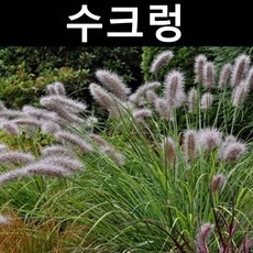 수크