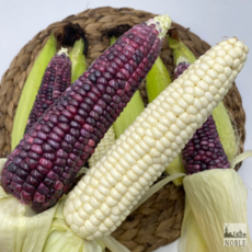 옥수수-추천-상품