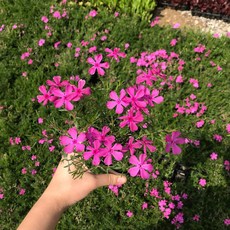 청년농부 꽃잔디 모종 12개 꽃피는잔디 야생화 정원용