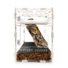 크레스티드게코포스터