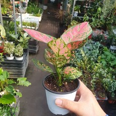 꽃백화점 아글레오네마엔젤 10~25cm 45