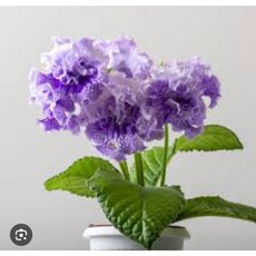 스트렙토카르푸스 DS-굿보이, 1개