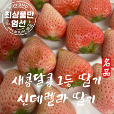 프리미엄 흰딸기 신데렐라 만년설 딸기 500g