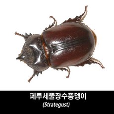 페루세뿔장수풍뎅이표본-Strategus, 수컷 40~44mm, 1개