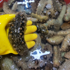 통영 해삼 자연산 500g 참해삼 제철, 1개