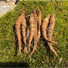 강원도 정선 산더덕 중 1kg 명절 설날 선물, 1개