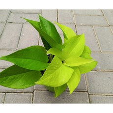 형광스킨답서스