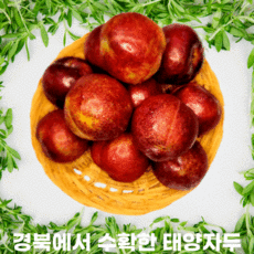 태양자두
