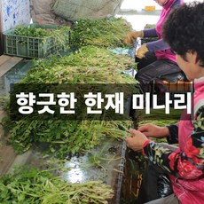 금메달농수산 산지직송 국내산 특품 청도 한재 미나리, 1개, 500g