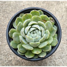 메리벨