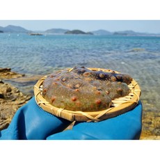 통영 활 해삼 500g 해삼회 당일조업 산지직송 개별포장, 1개