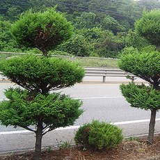 이한우화백