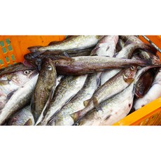 생물대구 5미 내외 신선한 생선 담백한 맛, 2개, 6kg