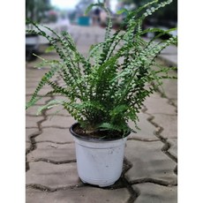 토끼발고사리
