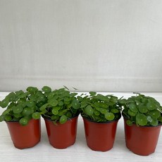 워터코인 4개묶음 실내공기정화식물 반려식물 플랜테리어 온누리꽃농원, 4개