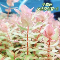 구피수초 TOP01