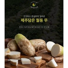제주담은농장 월동무, 제주월동무1~2KG, 15KG, 1개