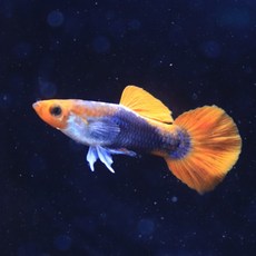 550c3580b97f8b1dc08f9cc661406e42c531162bf28d52a902471dcbd6a3.jpg