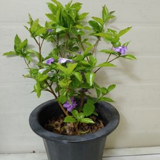 금메달훈제족발영양성분