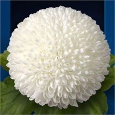 30f4b8871be619ac0002418e040f3989e1e77337463a034d1c4c7c8d122e.jpg