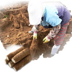 파지장마5kg