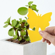 솜종류
