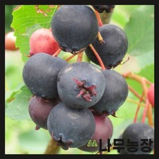 (나무농장) (평일당일발송) 준베리(발레리나) 삽목1년 플러그묘목