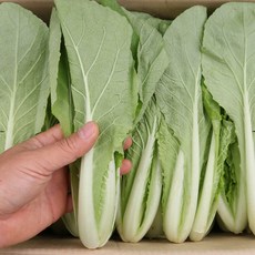 얼갈이배추겉절이