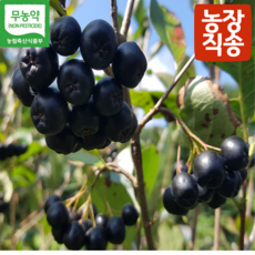 국내산 농장직송 햇아로니아 아로니아 아로니아생과 생아로니아 블랙초크베리, 1개, 5kg
