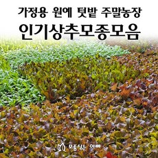 [모종심는아빠] 상추 모종 모음, 적로메인, 모종36개