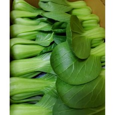국내산 농장직송 당일선별 청경채 마라탕 샤브샤브 싱싱하고 맛있는 청경채, 1박스, 4kg