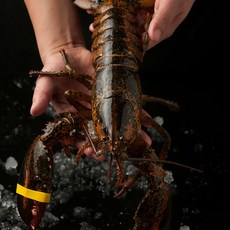 캐나다 활 랍스터 미디엄점보 랍스터테일 자숙랍스터 버터구이, 1개, 활 랍스터 1.4~1.5kg