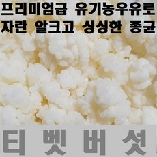 티벳버섯 케피어그레인, 5cc