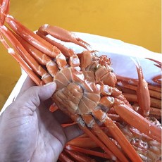 라면용대게